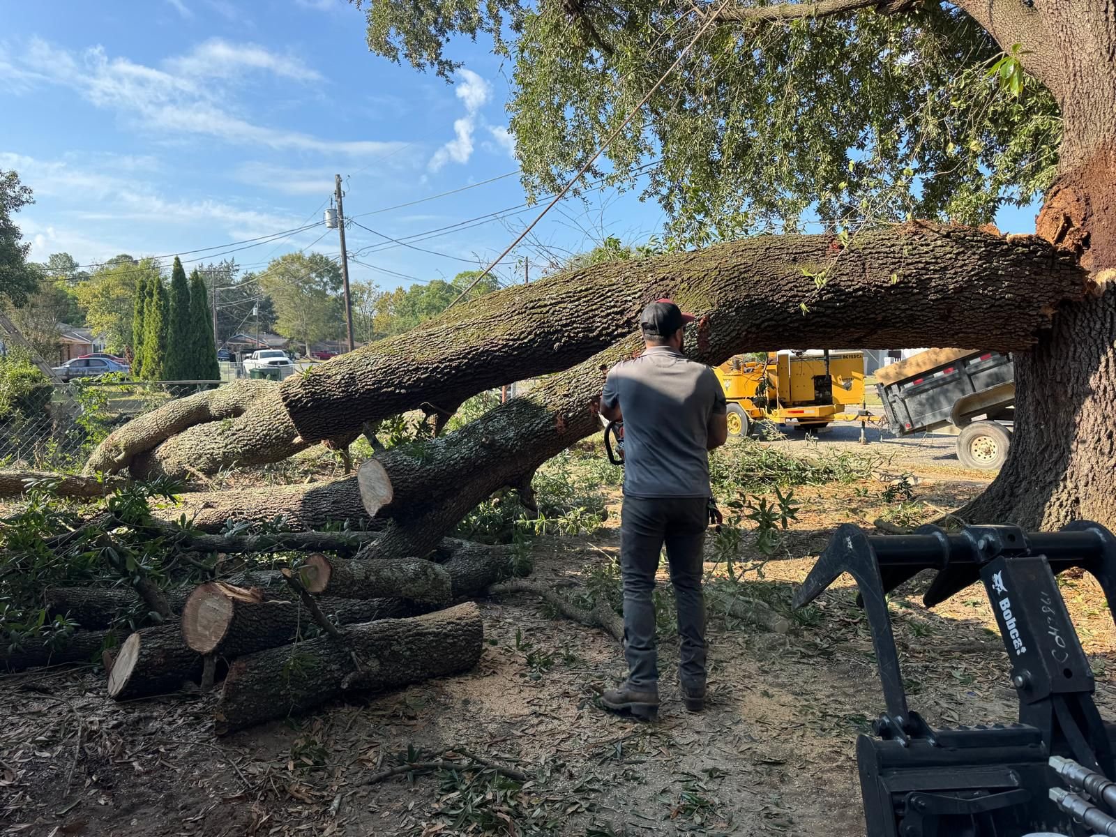 Professional Tree Removal Nashville