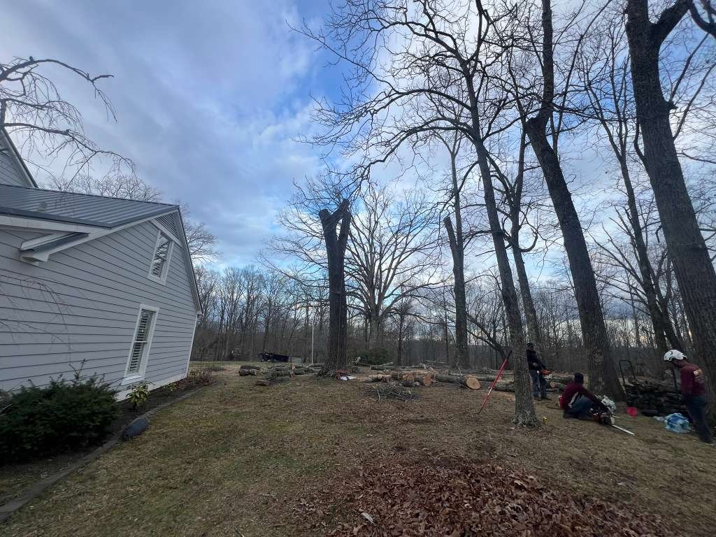 Stump Grinding and Fencing